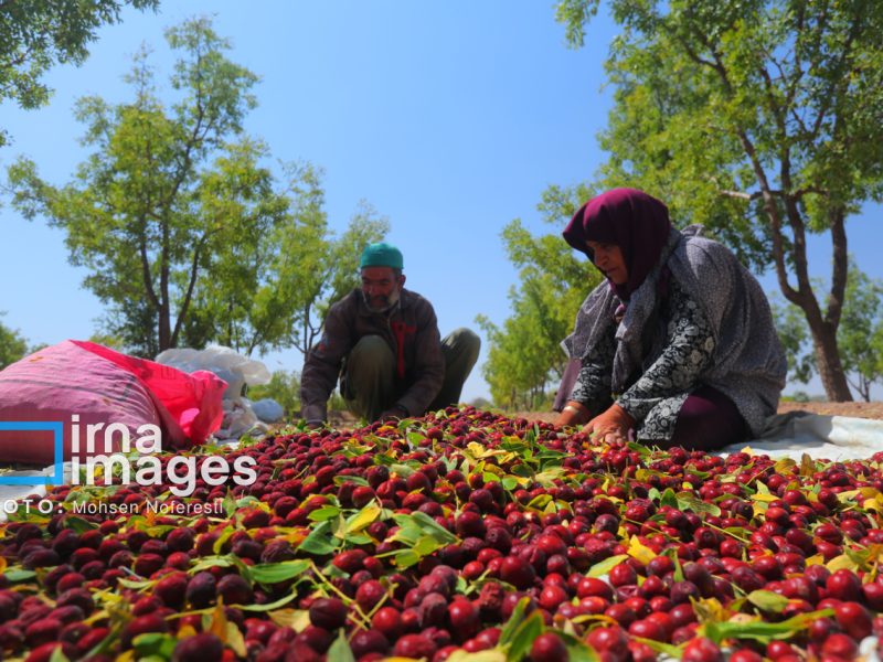 عناب خوسف؛ هویتی شفابخش از میراث ملی تا پیشران اقتصادی