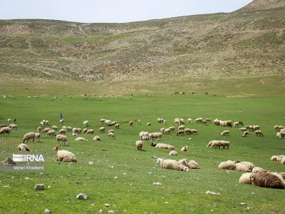 عملیات بیولوژیک در ۶۰ هکتار مراتع استان اردبیل اجرا شد
