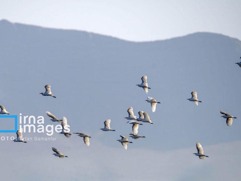 سفره آرایی با طعم فاضلاب